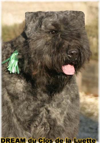 DREAM © Elevage de bouviers des flandres du Clos de la Luette specialisé pour le bouvier des flandres Copyrigth depose